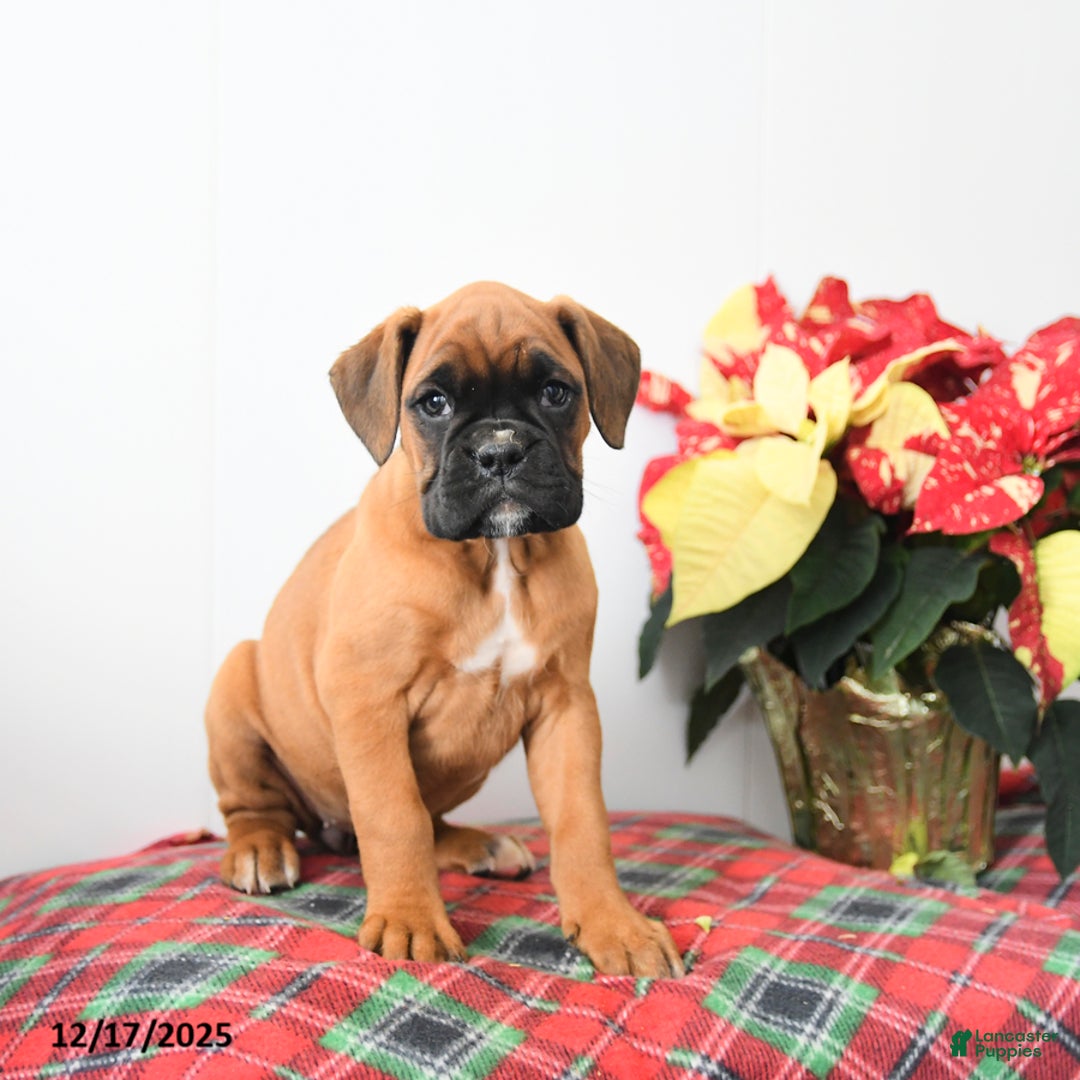 Boxer dogs for sale: Brenna - Ad 2