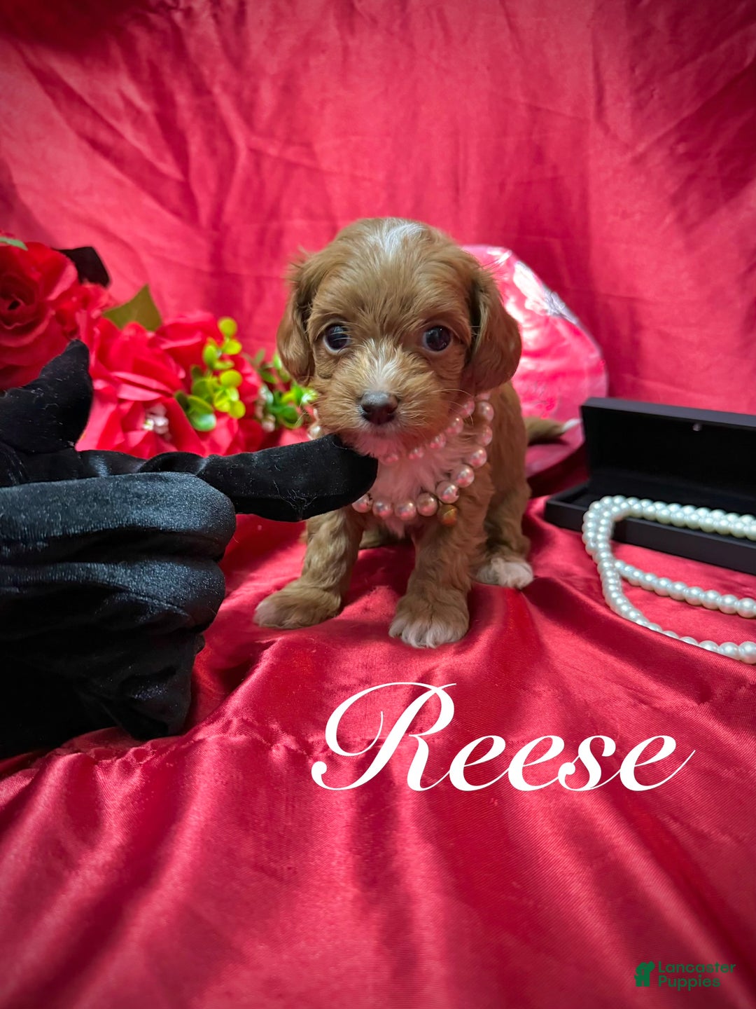 Yorkiepoo dogs for sale: Reese  - Ad 9