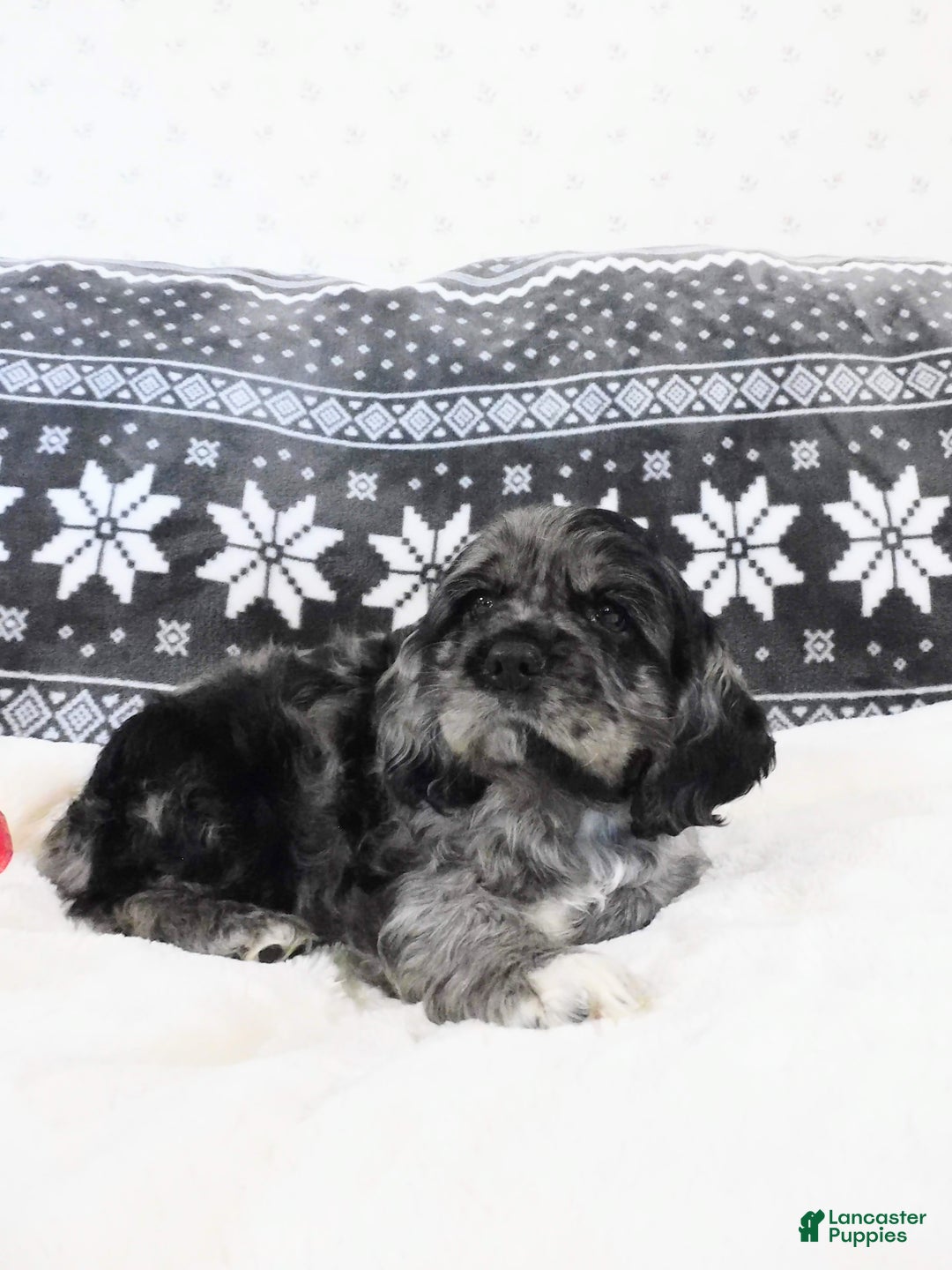 Cocker Spaniel dogs for sale: Espresso - Ad 6