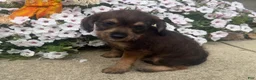 Mixed Breed dogs for sale: Johnny - Ad 5