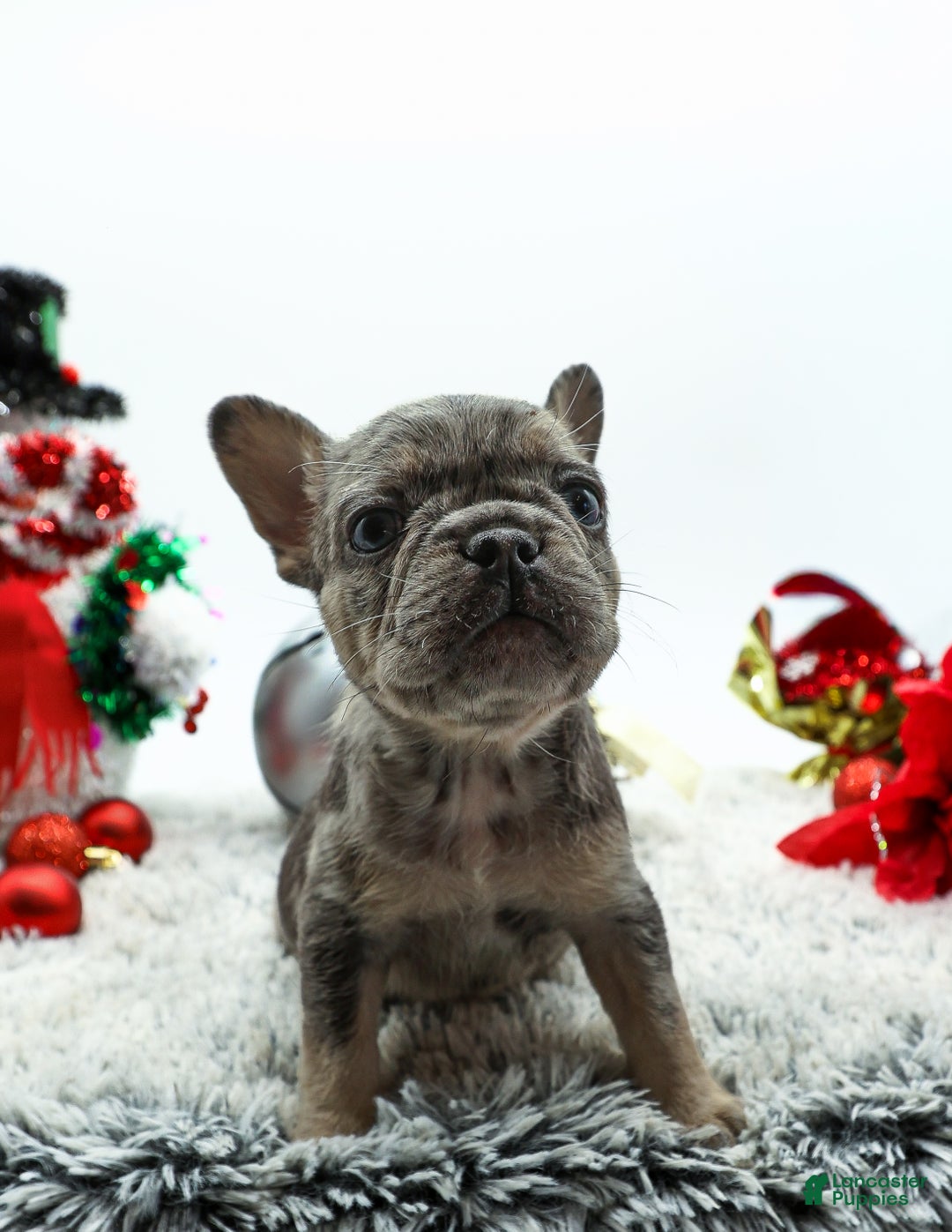 French Bulldog dogs for sale: Princess - Ad 2