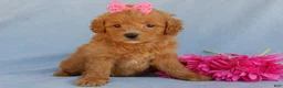 Mini Goldendoodle dogs for sale: Abby - Ad 4