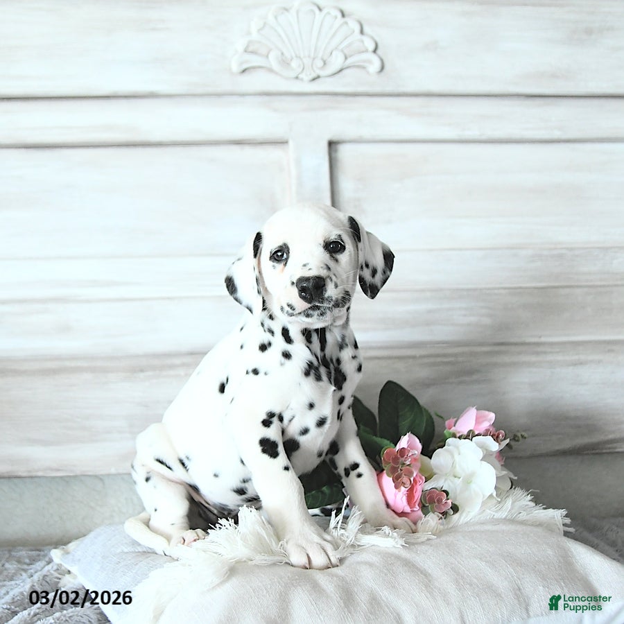 Dalmatian dogs Dixie - Ad 1