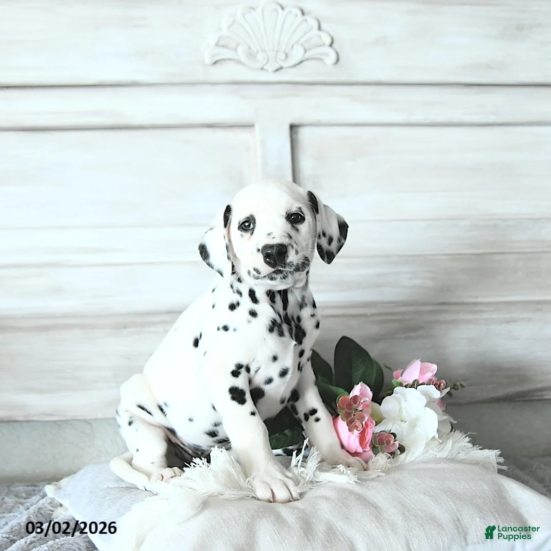 Dalmatian dogs for sale: Dixie - Ad 1
