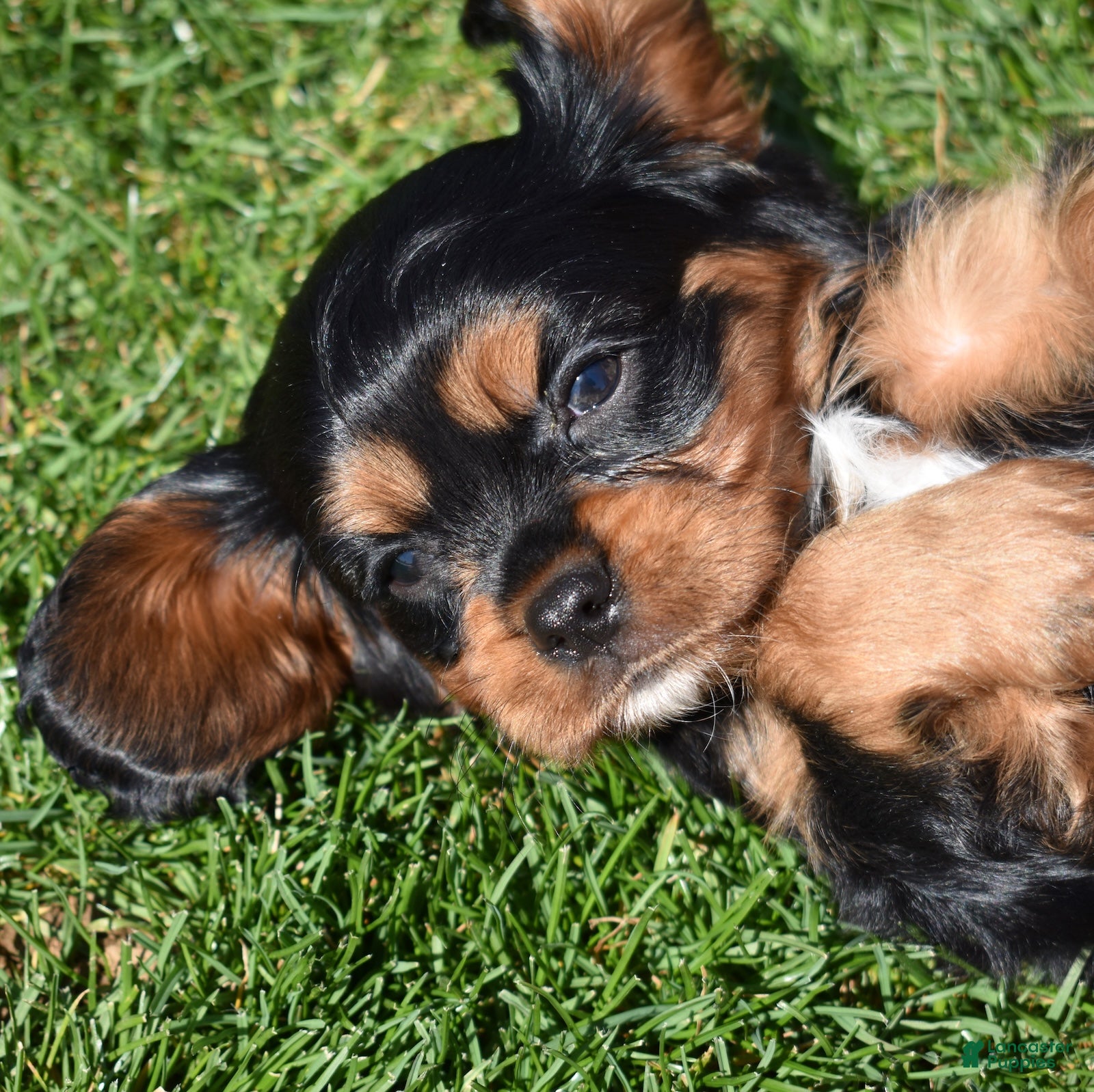 Cavalier King Charles Spaniel dogs Coach  - Ad 1