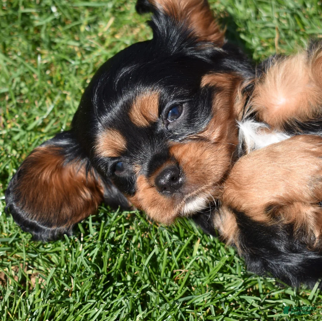 Cavalier King Charles Spaniel dogs for sale: Coach  - Ad 1