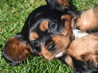 Cavalier King Charles Spaniel dogs for sale: Coach - Ad 3