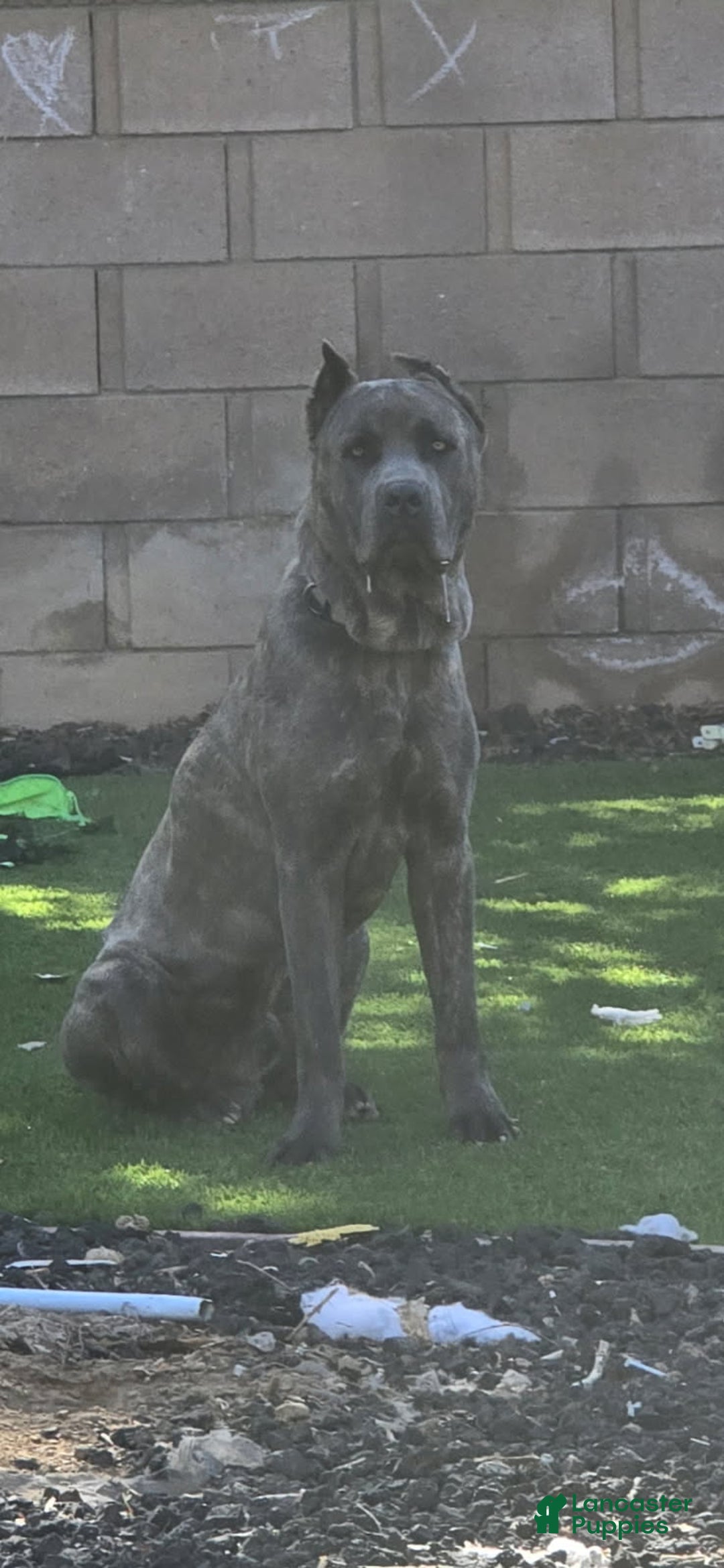 Cane Corso dogs for sale: Cane Corso Puppy 2 - Ad 3