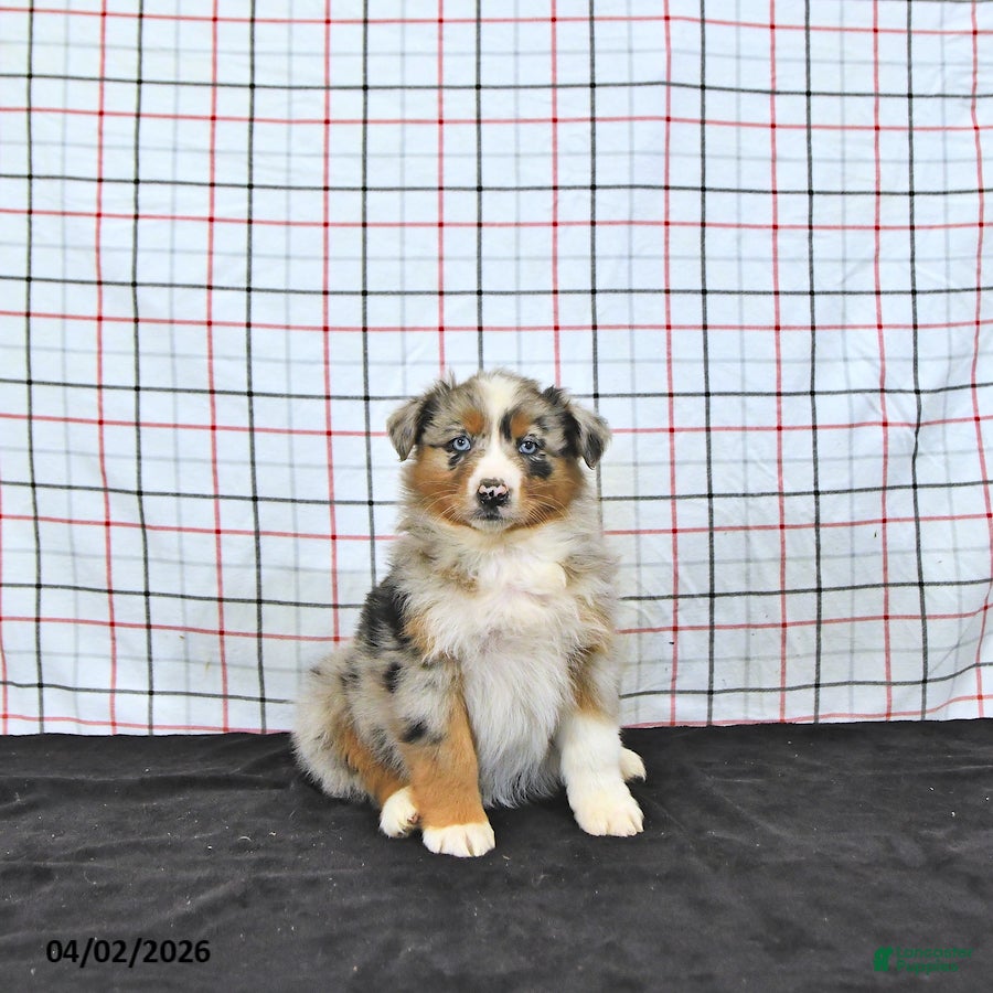 Australian Shepherd dogs Penny - Ad 2