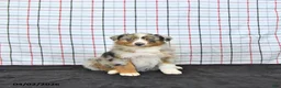 Australian Shepherd dogs for sale: Penny - Ad 2