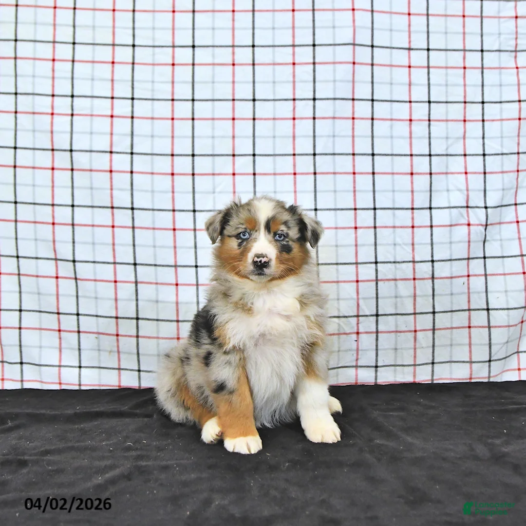Australian Shepherd dogs for sale: Penny - Ad 2