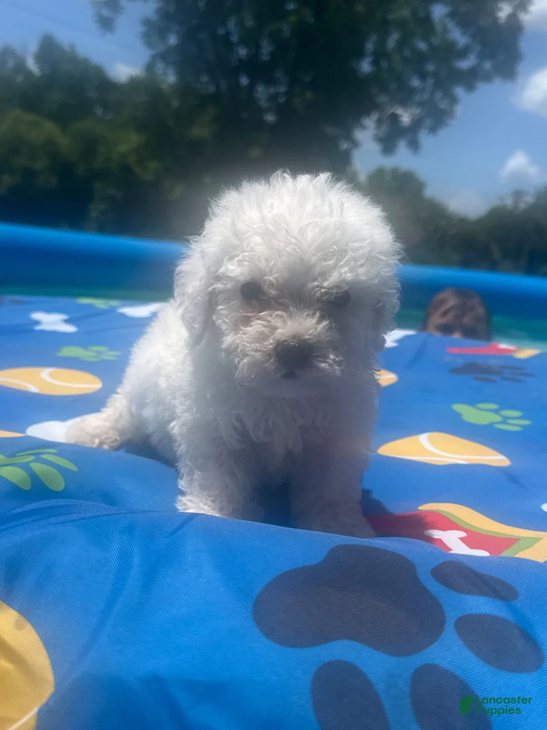 Bichon Frise dogs for sale: Bichon Frise blue - Ad 28