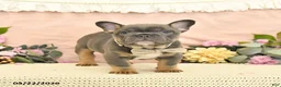 French Bulldog dogs for sale: Champ  - Ad 3