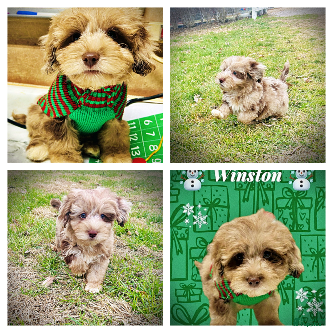 Havapoo dogs for sale: Winston - Ad 2