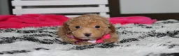 Bichpoo dogs for sale: Kalila  - Ad 6