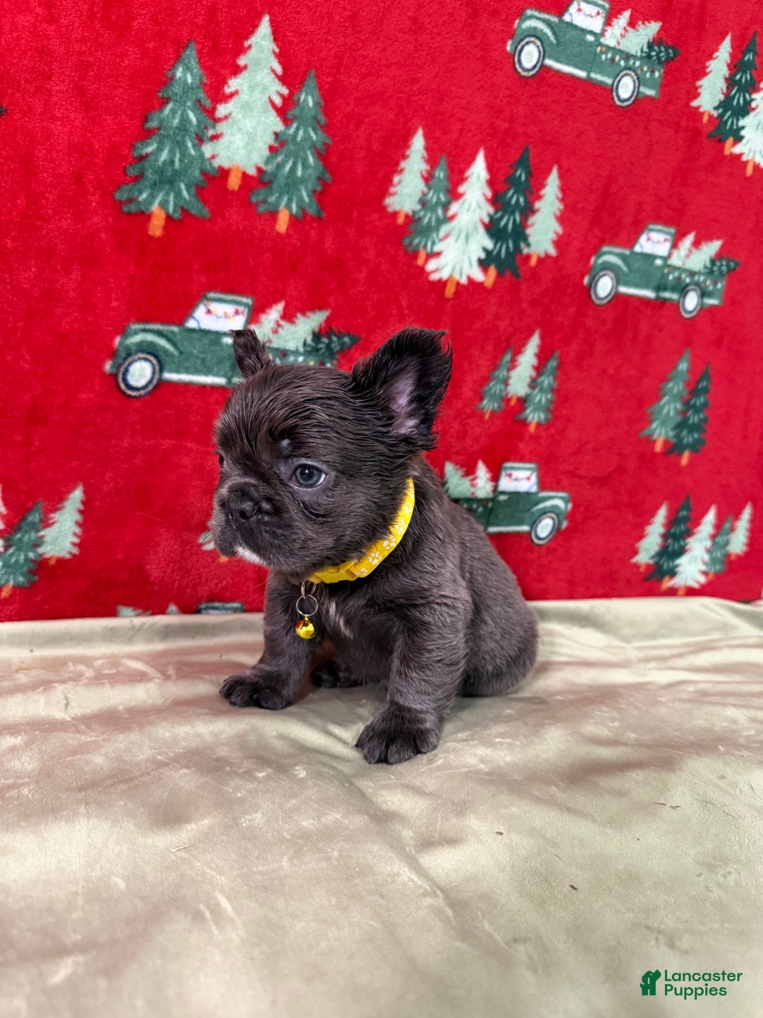 French Bulldog dogs for sale: 💛 Biscuit - Ad 3