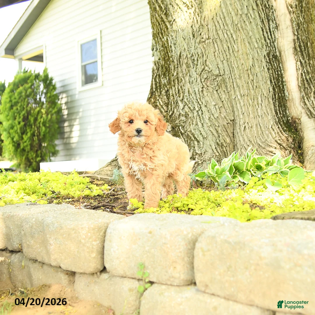 Goldendoodle dogs for sale: Juliet - Ad 5