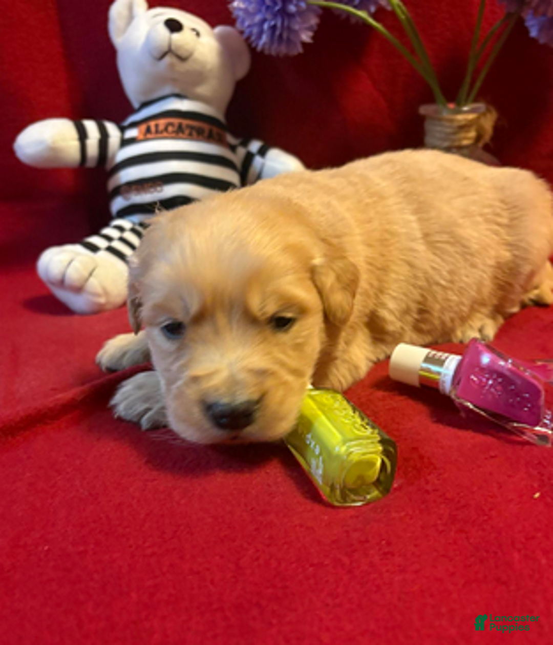 Golden Retriever dogs for sale: Rinser - Ad 3
