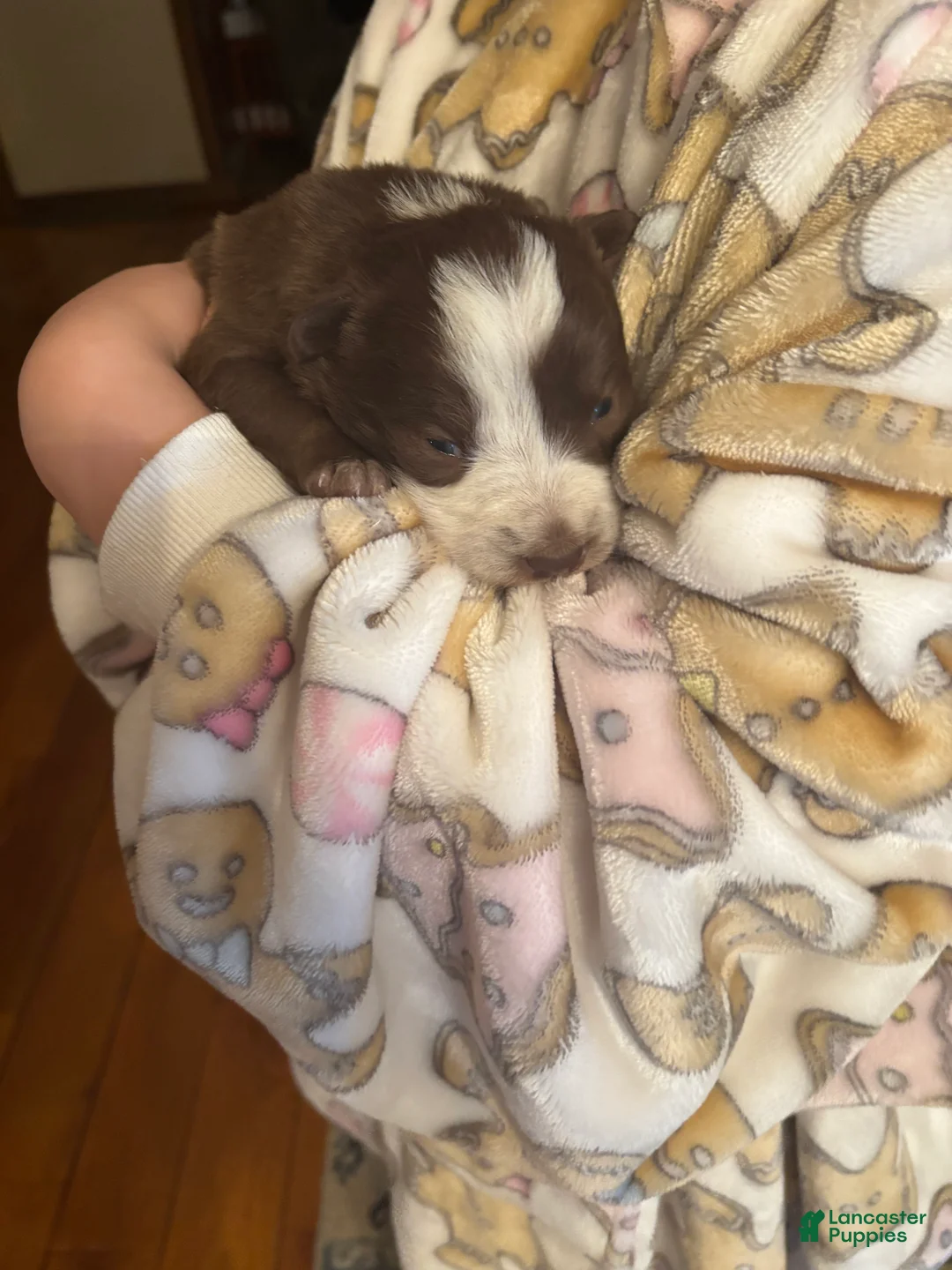 Border Collie dogs for sale: Border Collie Puppy 3 - Ad 1