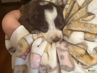 Border Collie dogs Border Collie Puppy 3 - Ad 18