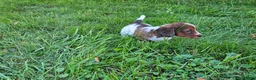 Miniature Dachshund dogs for sale: Reba - Ad 5