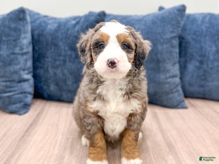 Mini Bernedoodle dogs - Ad 19