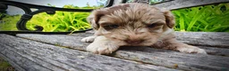 Havapoo dogs for sale: Star - Ad 4