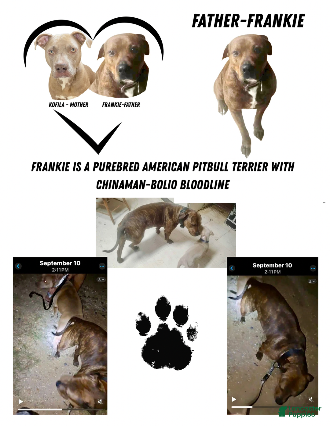 American Pit Bull Terrier dogs for sale: Bella - Ad 9