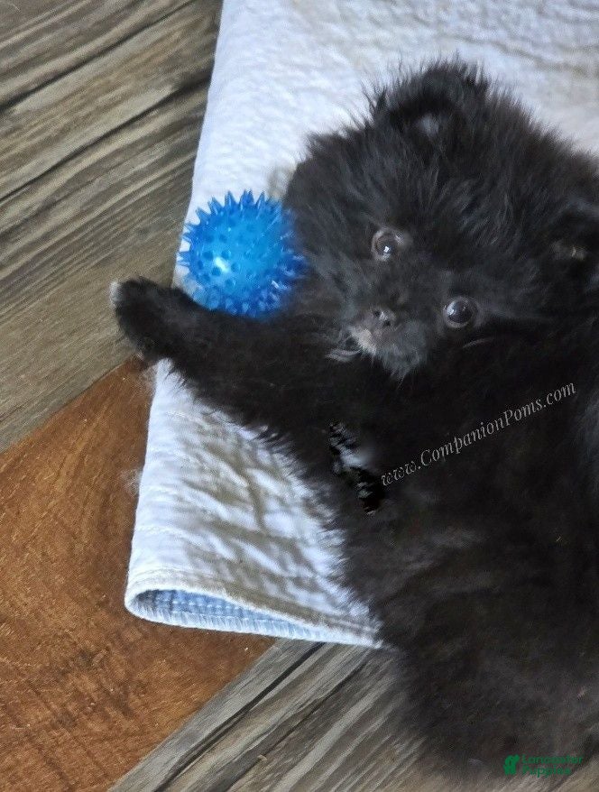 Pomeranian dogs See Video - Sweet Playful Boy! - Ad 2