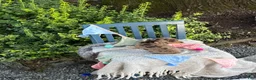 Miniature Dachshund dogs for sale: Theodora - Ad 11