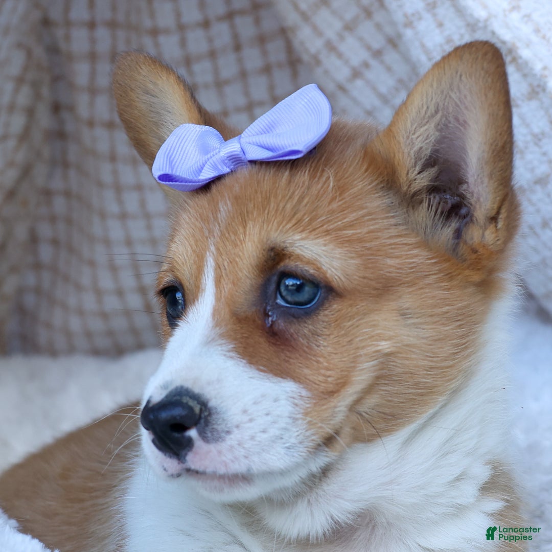 Welsh Corgi Pembroke dogs for sale: Tilly - Ad 12