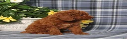 Miniature Poodle dogs for sale: Nelly - Ad 3