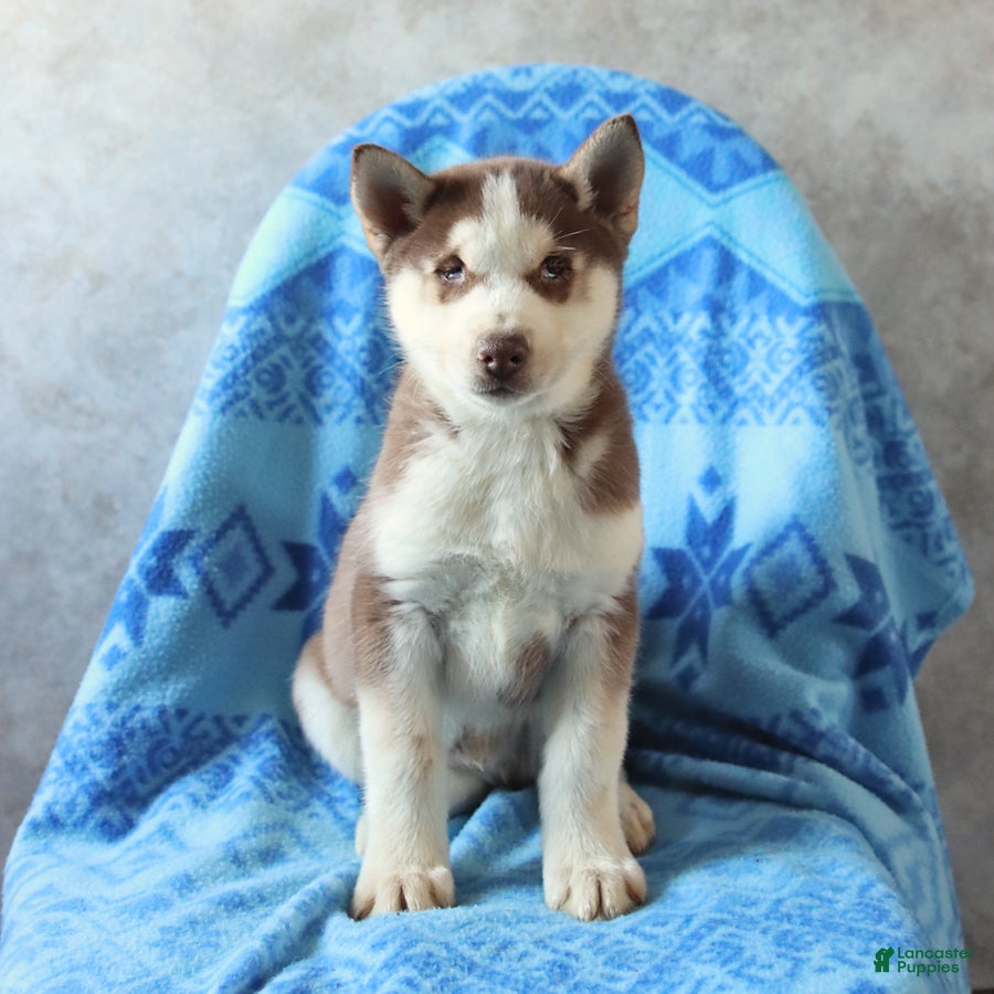 Siberian Husky dogs Togo - Ad 2