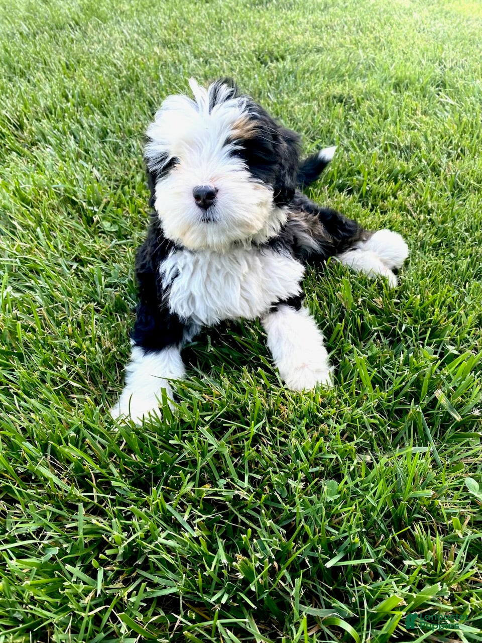 Bernedoodle dogs Blue - Male - Ad 1