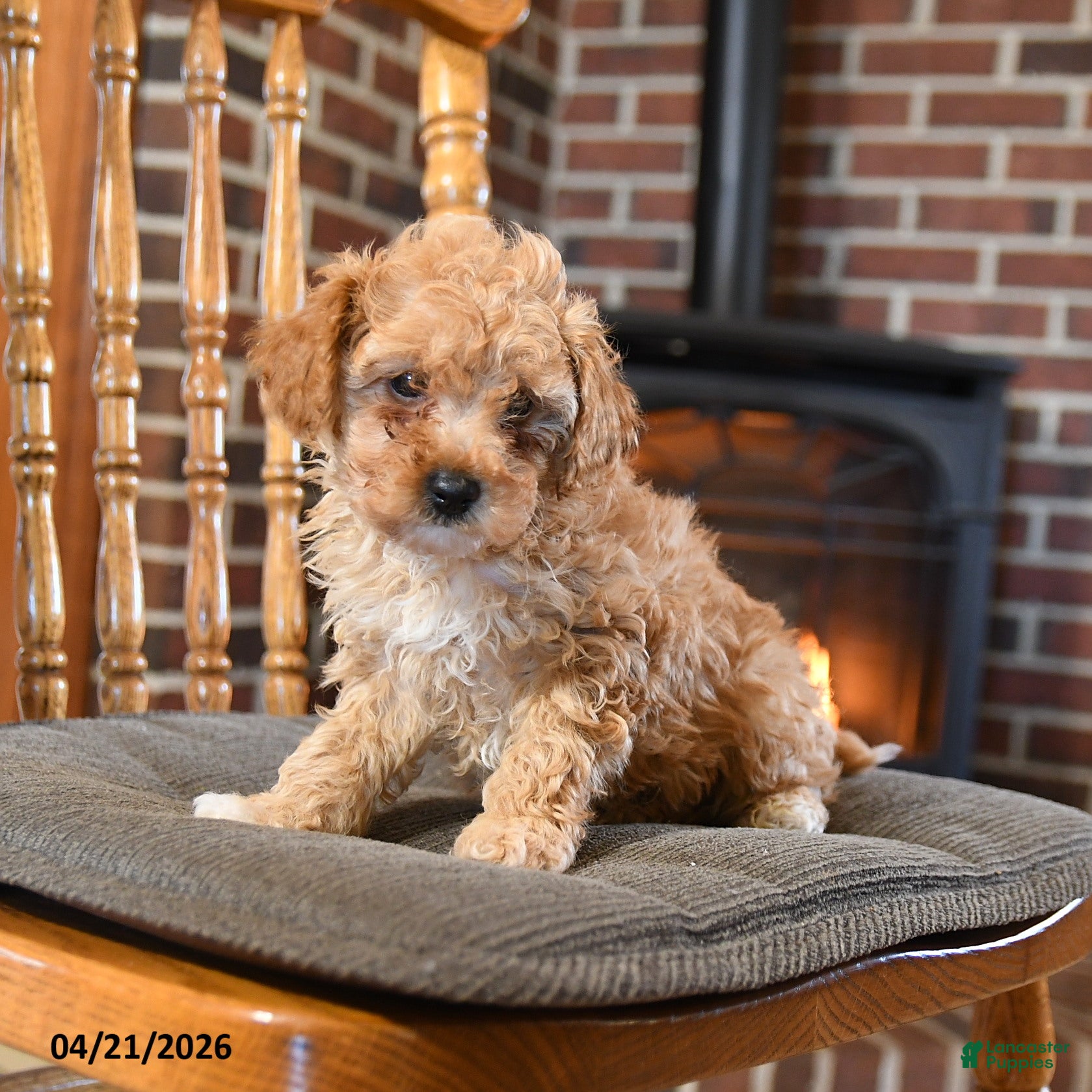 Toy Poodle dogs Benson - Ad 2