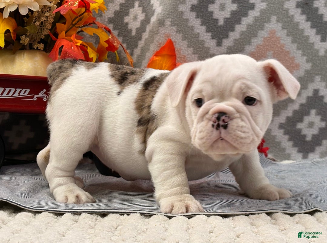 English Bulldog dogs for sale: Nadia - Ad 1