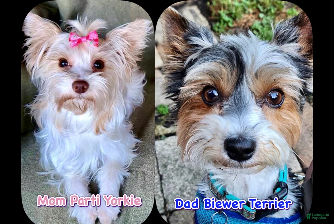 Mixed Breed dogs for sale: Ainsley  - Ad 4