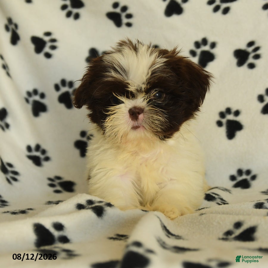 Shih Tzu dogs Red Panda - Ad 1