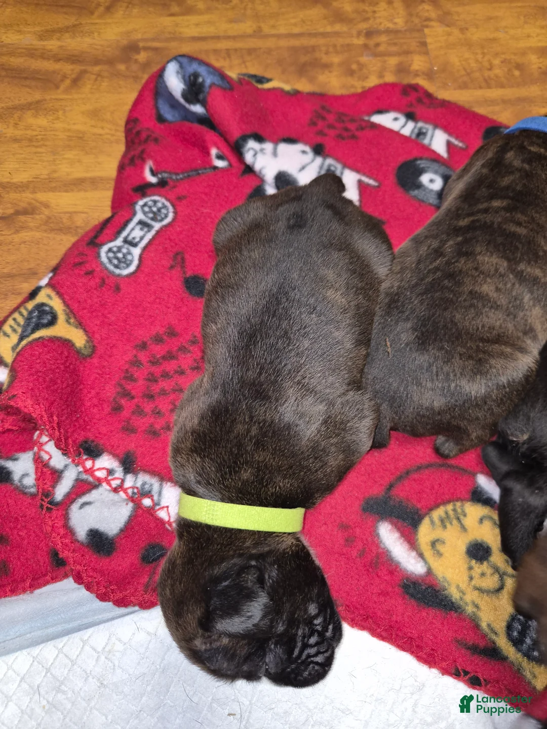 Boxer dogs for sale: Green - Ad 2