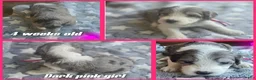 Sheepadoodle dogs for sale: Daisy-dark pink collar  - Ad 3