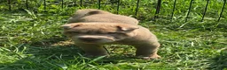 Shar Pei dogs for sale: Lyla - Ad 2