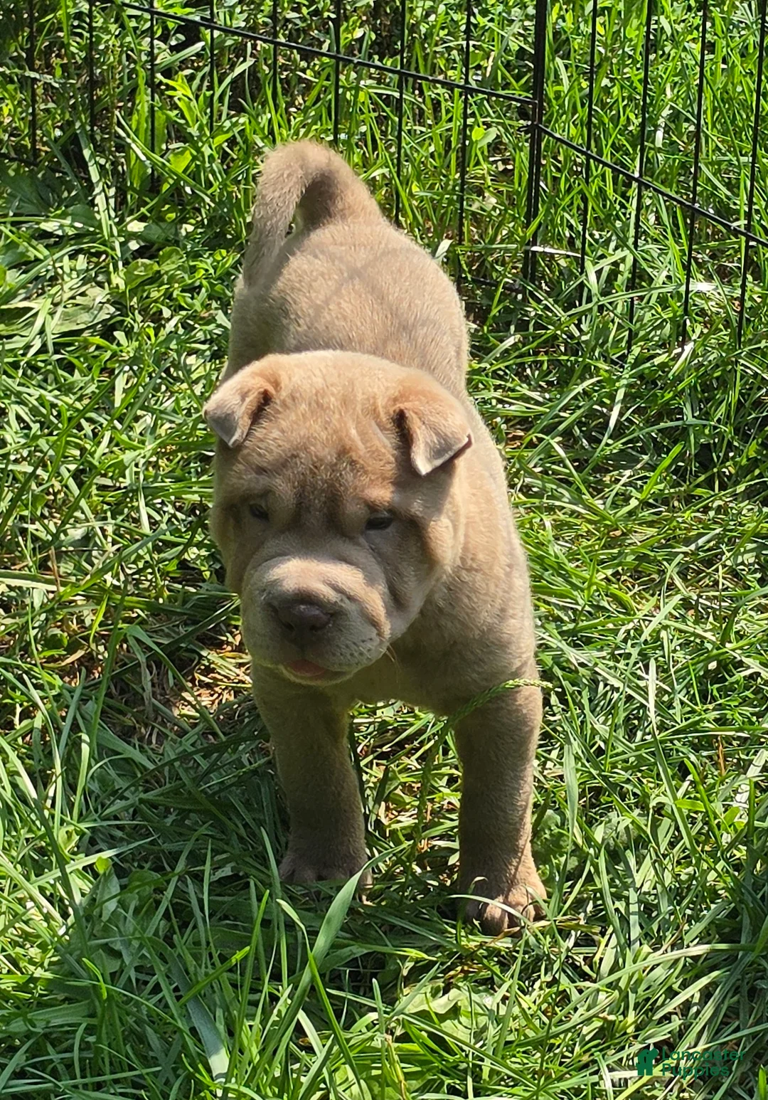 Shar Pei dogs for sale: Lyla - Ad 2