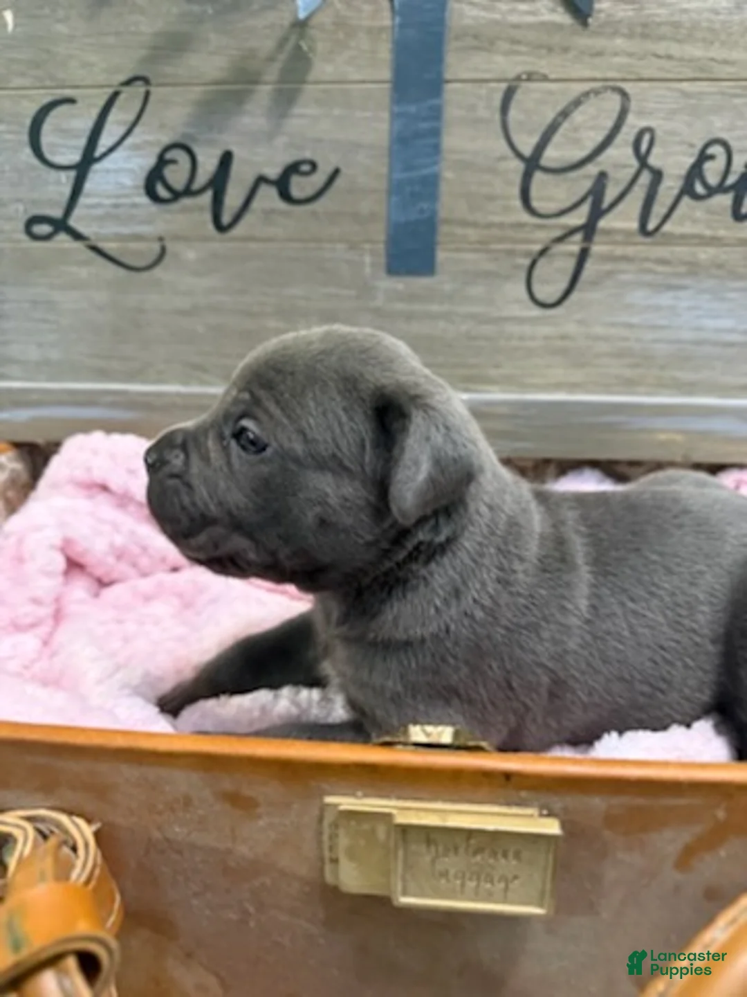 Cane Corso dogs for sale: Girl 1  - Ad 2