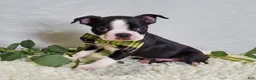 Boston Terrier dogs for sale: Joey - Ad 1