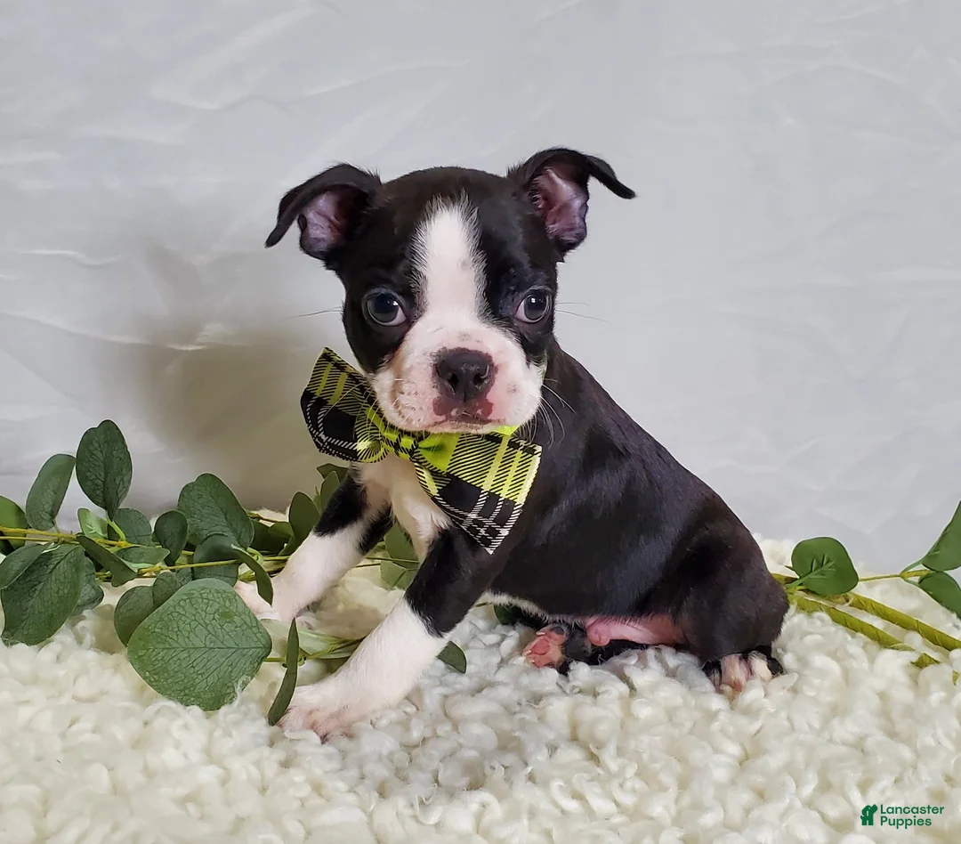 Boston Terrier dogs for sale: Joey - Ad 1