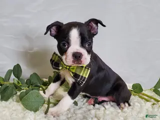 Boston Terrier dogs for sale: Joey - Ad 3
