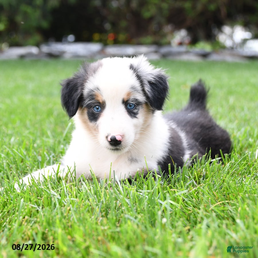 Australian Shepherd dogs Ozzy - Ad 1