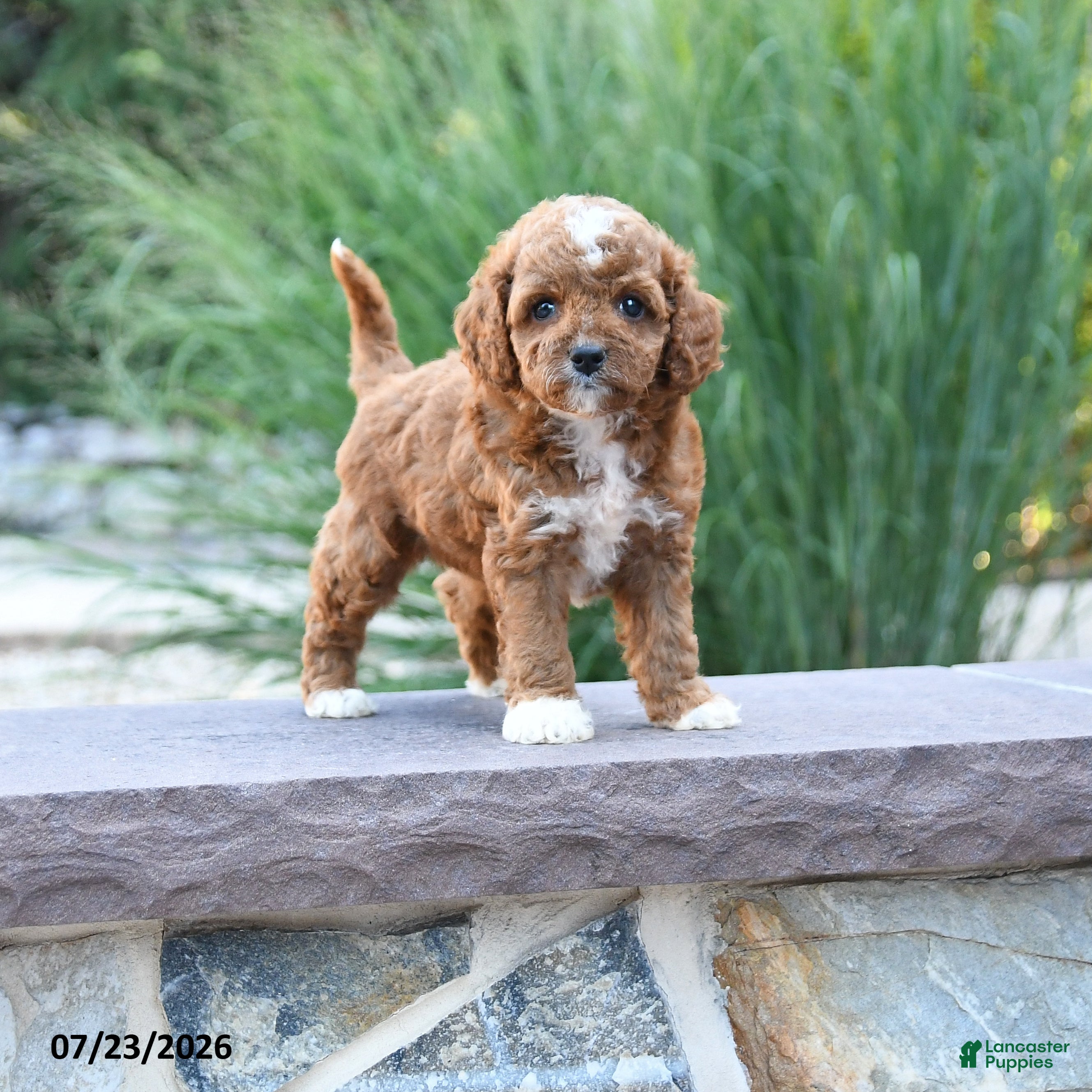 Toy Poodle dogs Lexie - Ad 1