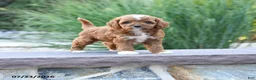 Toy Poodle dogs for sale: Lexie - Ad 1