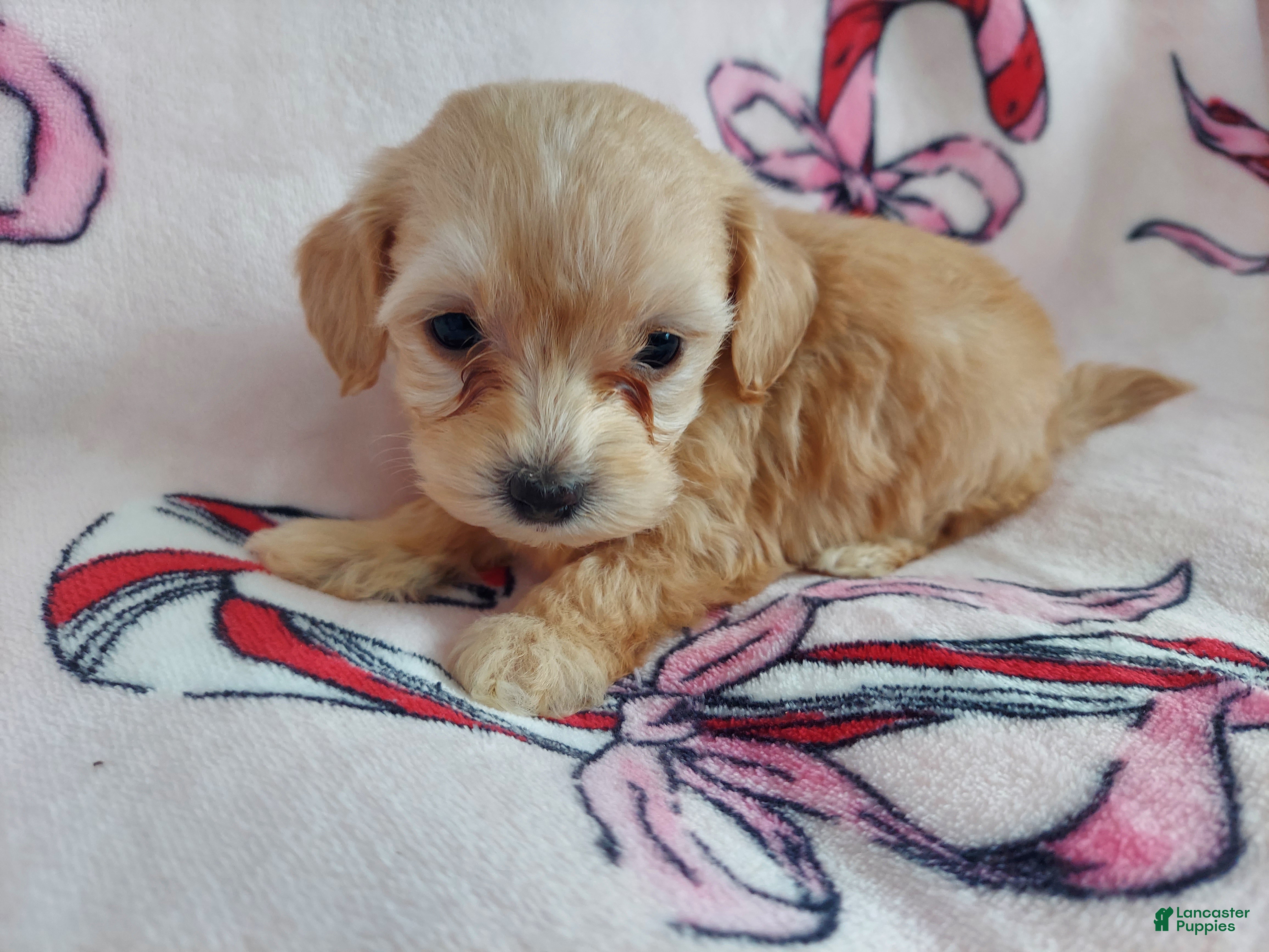 Maltipoo dogs Opalescent---Maltipoo, in home raised, non-shedding - Ad 4